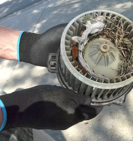 About Air Duct Mice Removal in Kingsville, TX